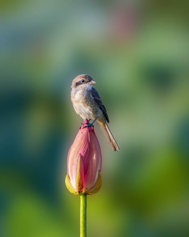小鸟栖息莲花蕾上图片