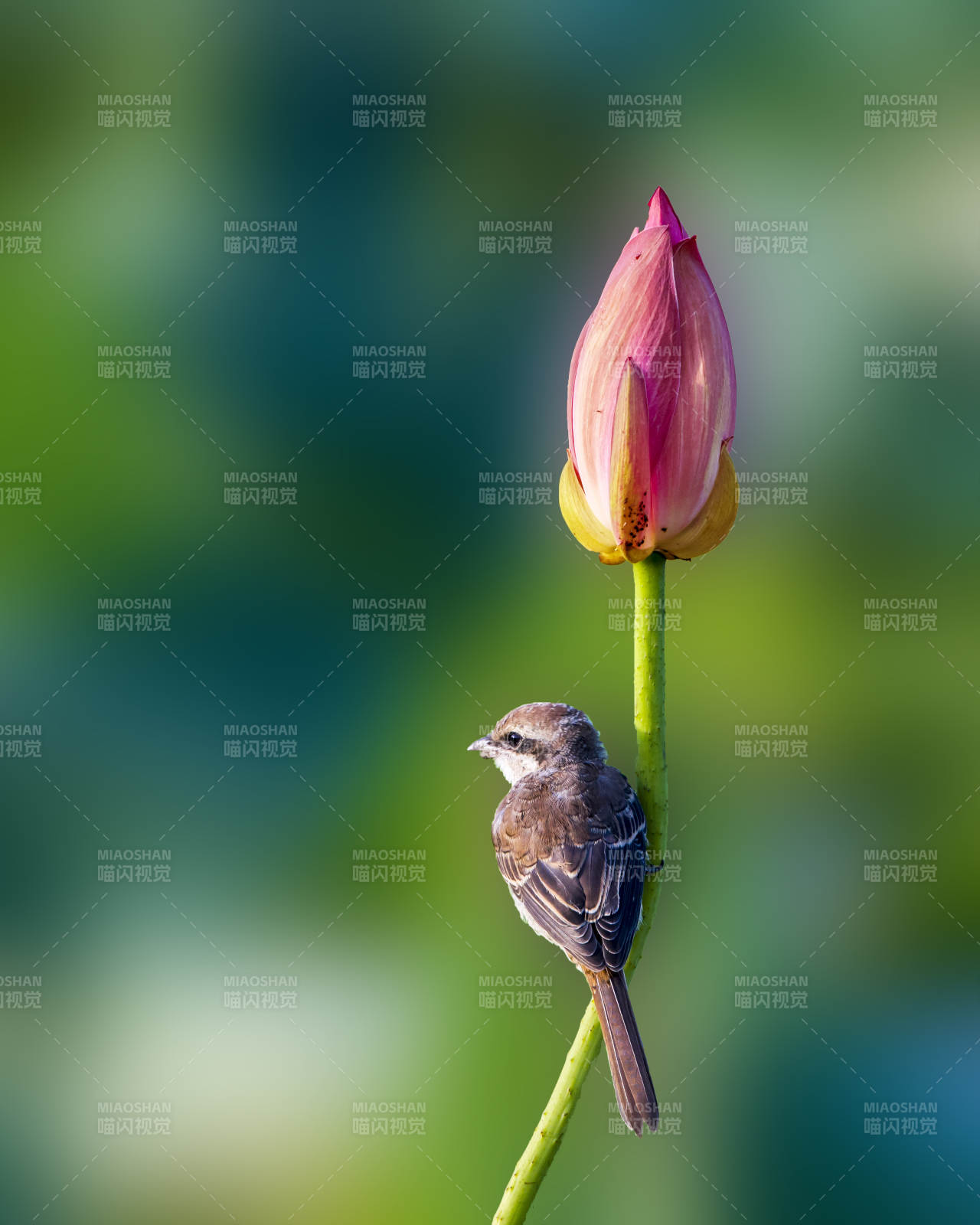 小鸟栖息莲花旁图片