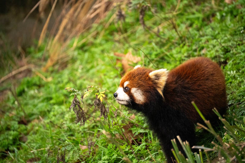 小熊猫在草地上探索图片