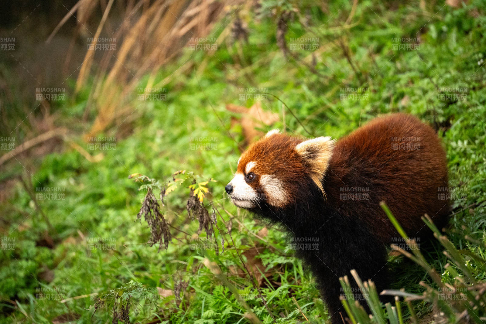 小熊猫在草地上探索图片