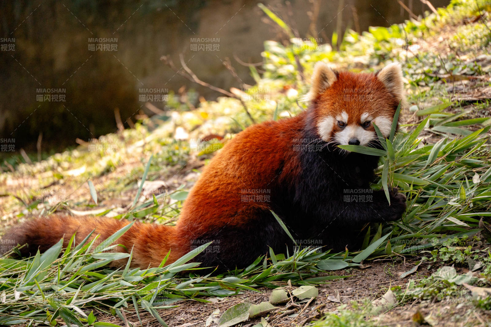小熊猫悠闲吃竹叶图片