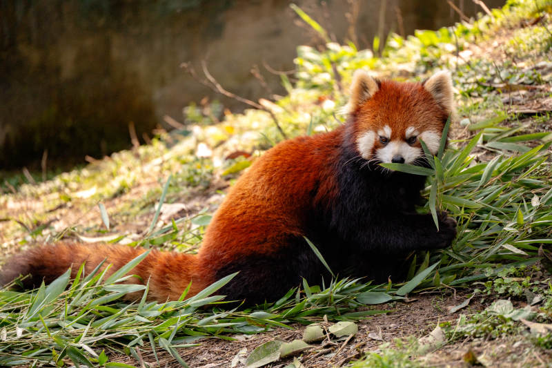 小熊猫悠闲吃竹叶图片