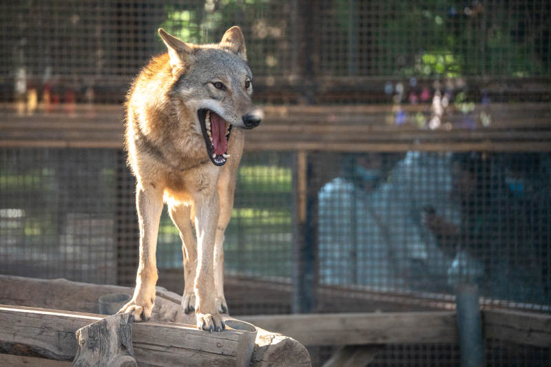 狼在围栏中张嘴咆哮图片