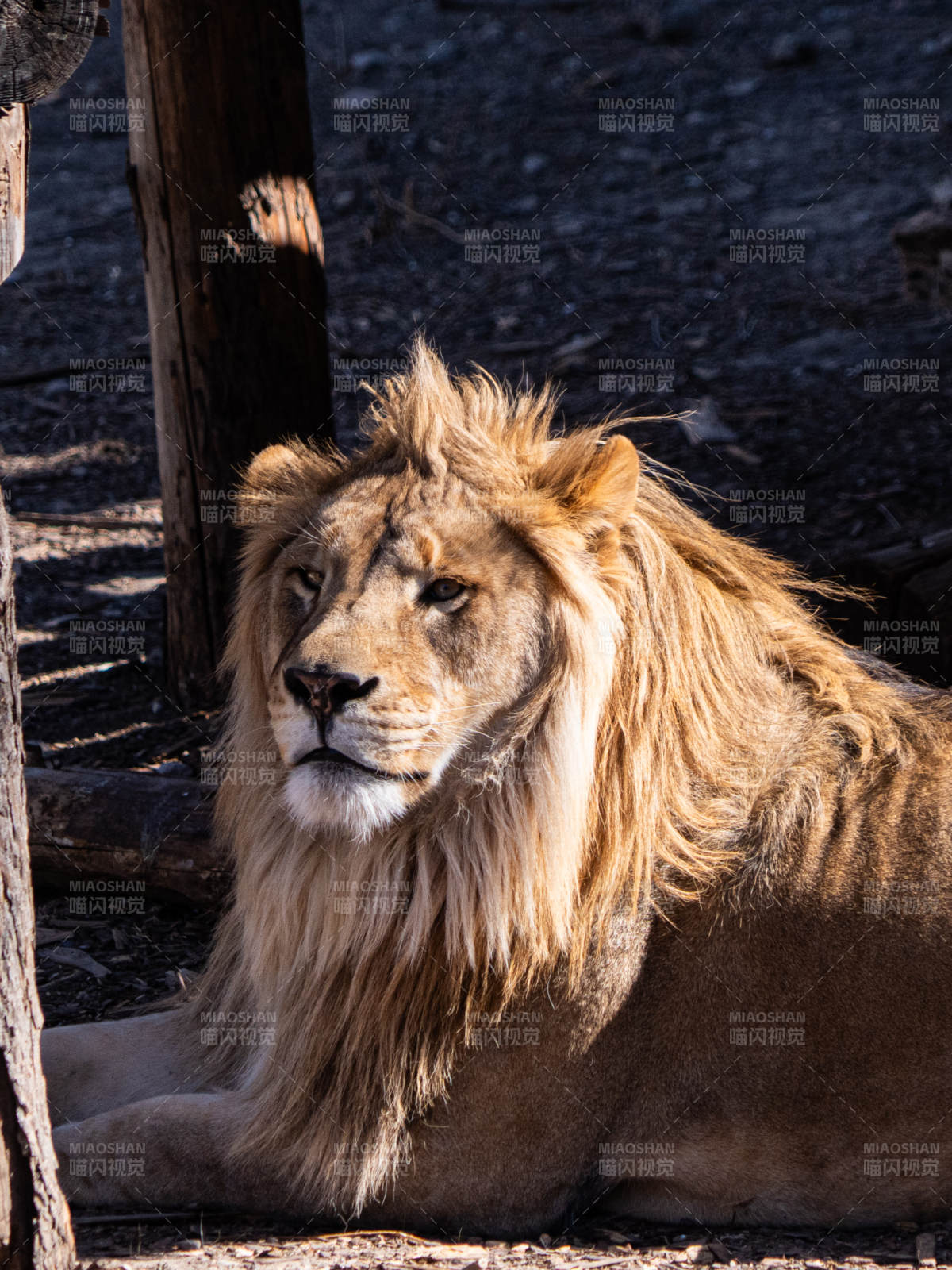 雄狮静卧 威风凛凛图片