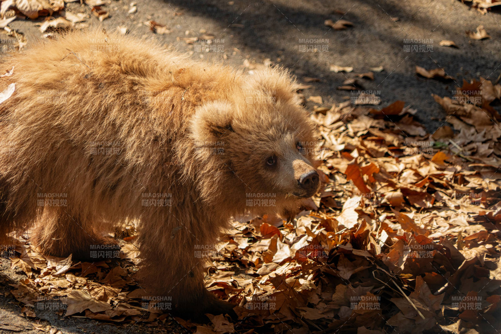 小熊在落叶中漫步图片