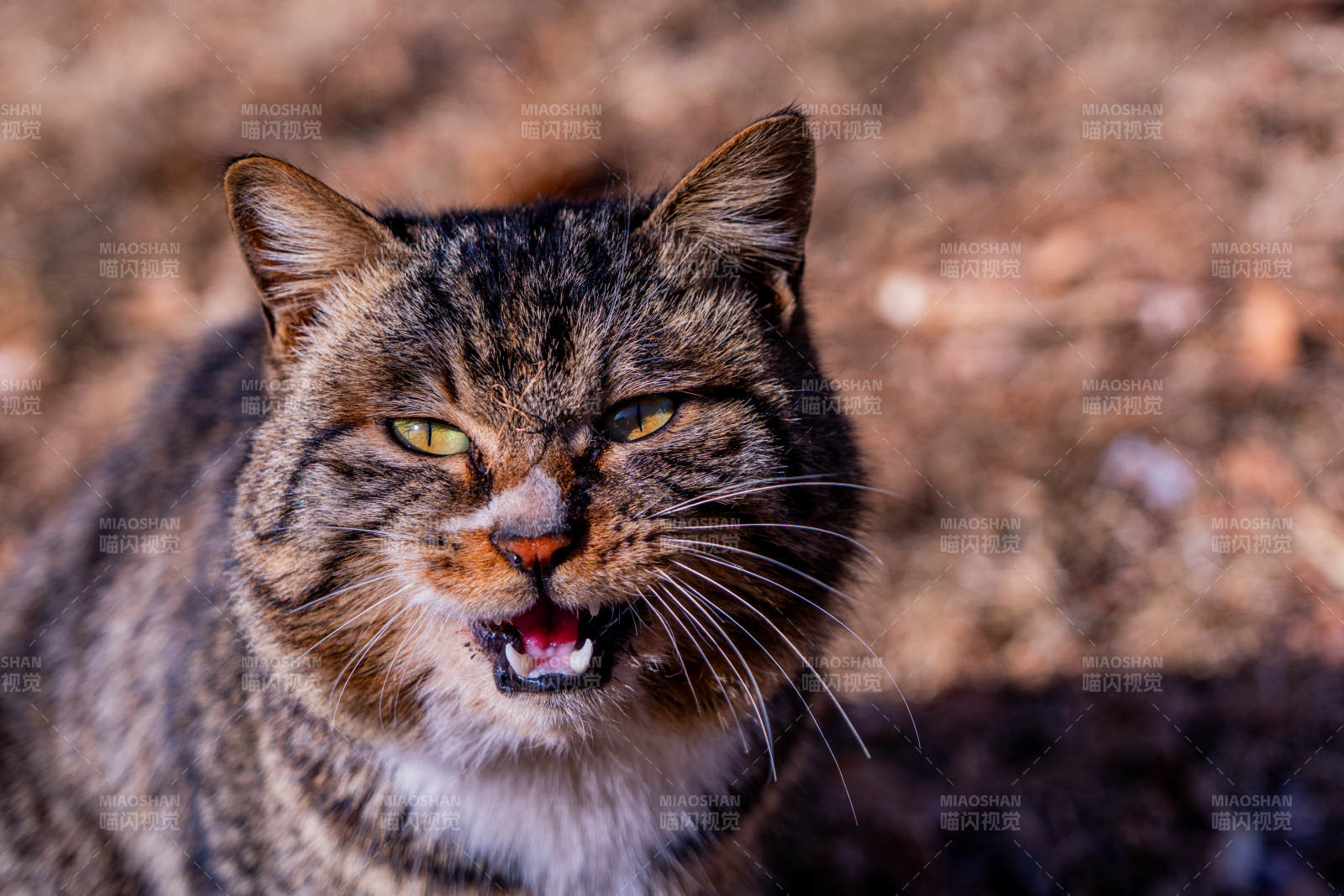 野猫怒视 锋芒毕露图片
