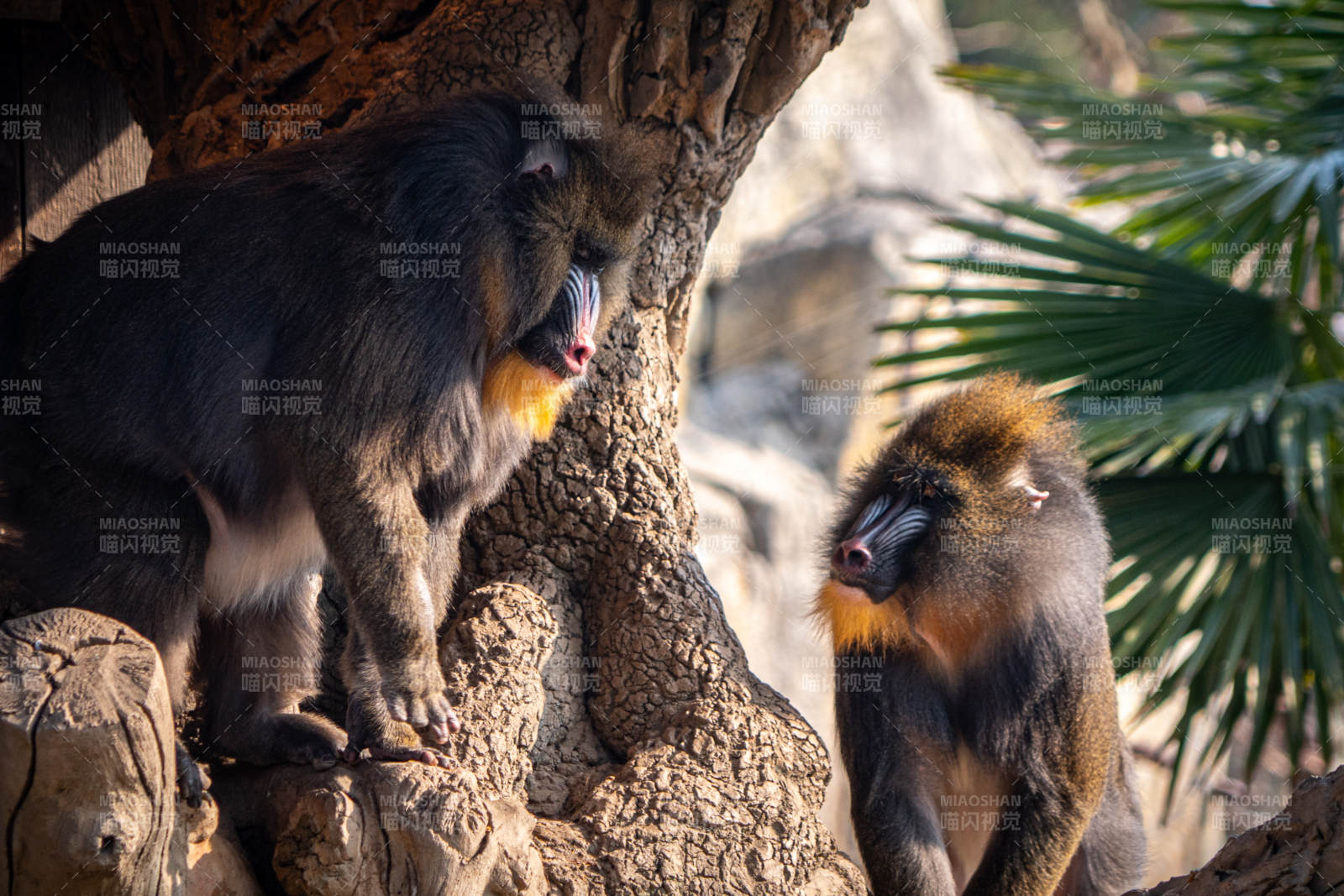 两只狒狒在树旁休息图片
