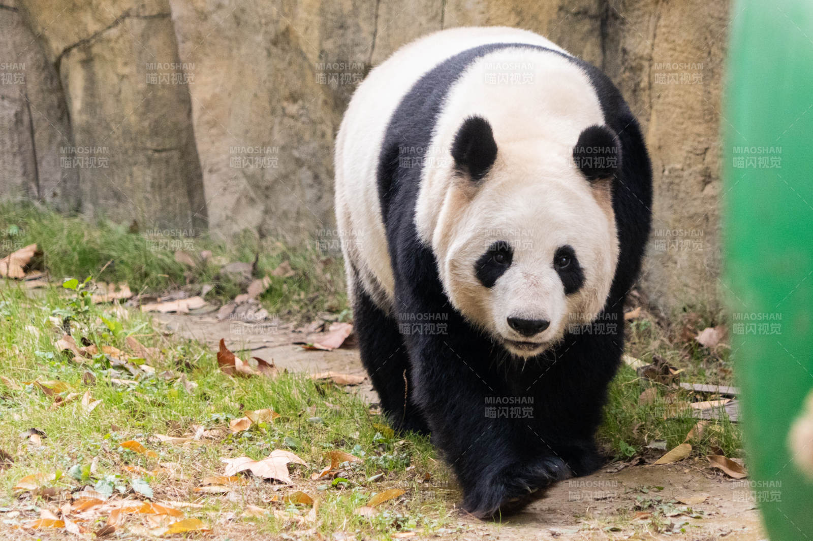 熊猫漫步在草地上图片