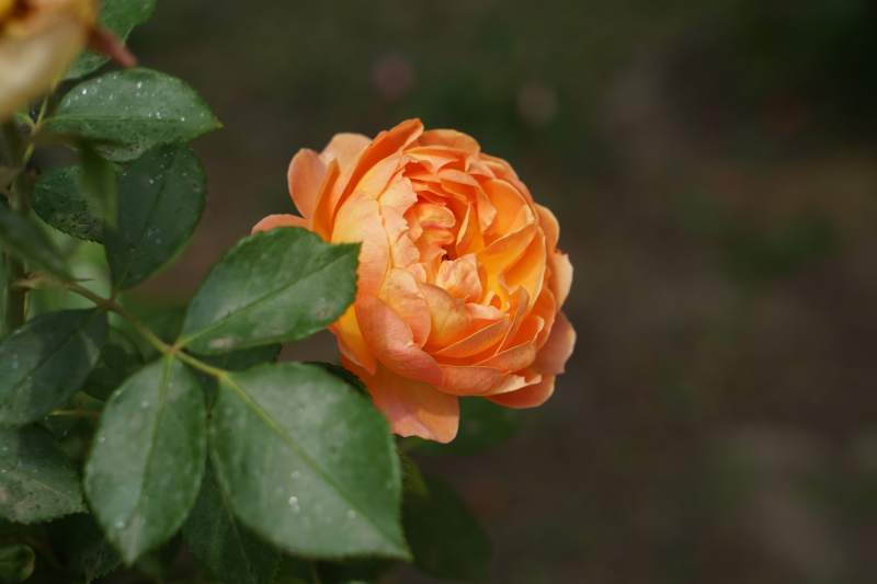 橙色月季花 雨后清新图片