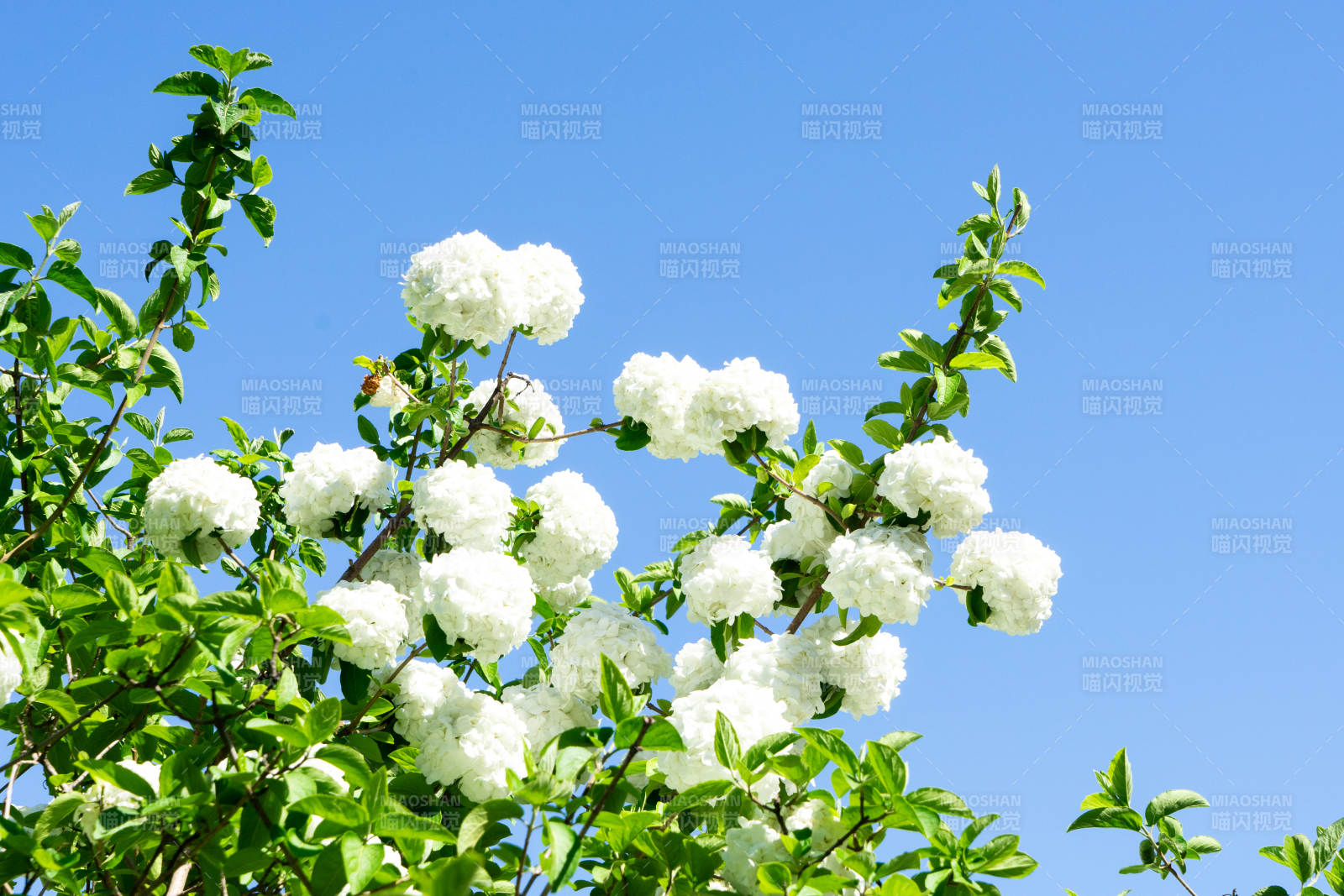 春日白花绽放蓝天背景图片