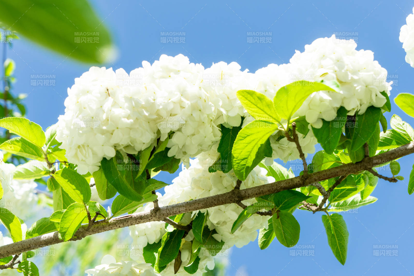 春日白花绽放枝头图片