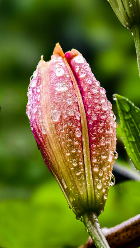 雨后荷花含苞待放图片