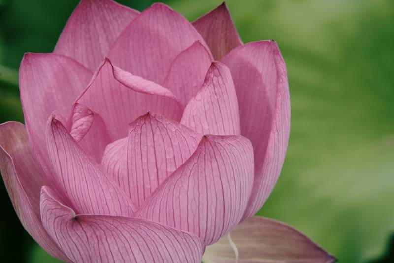 粉色莲花绽放之美图片