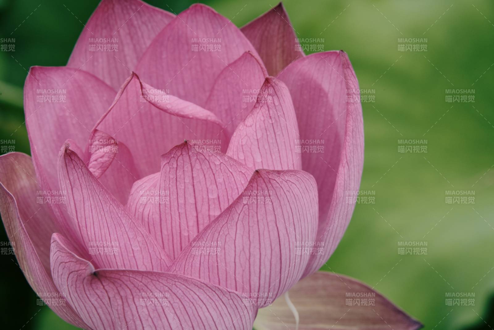 粉色莲花绽放之美图片