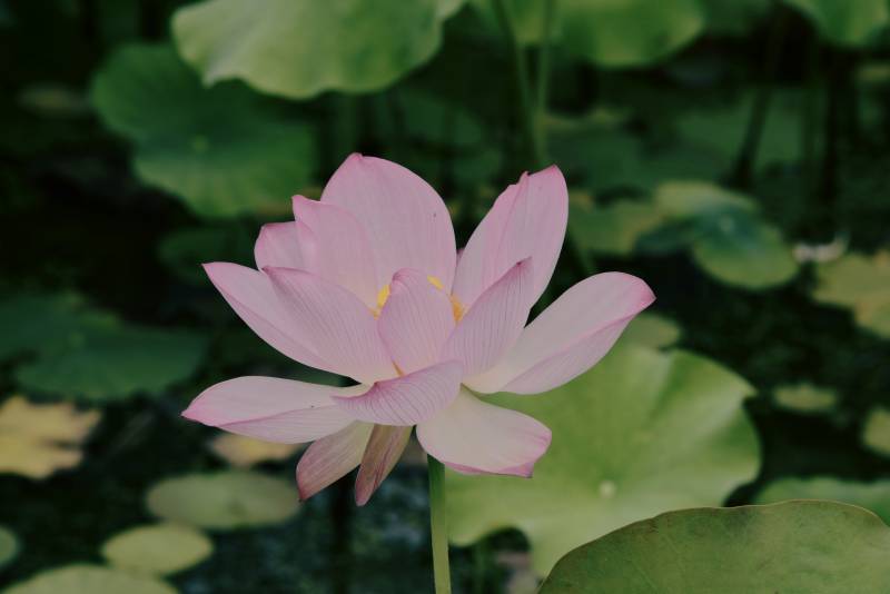 池中绽放的粉色莲花图片