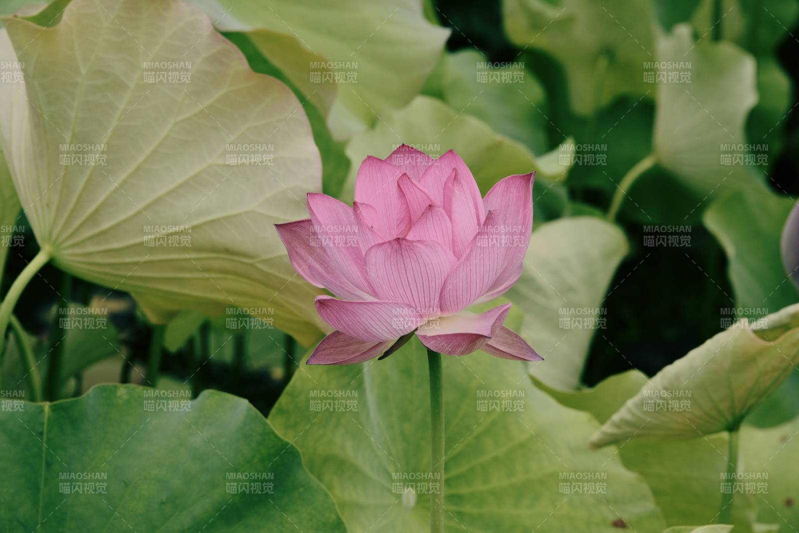 粉莲静谧 绿叶相伴图片