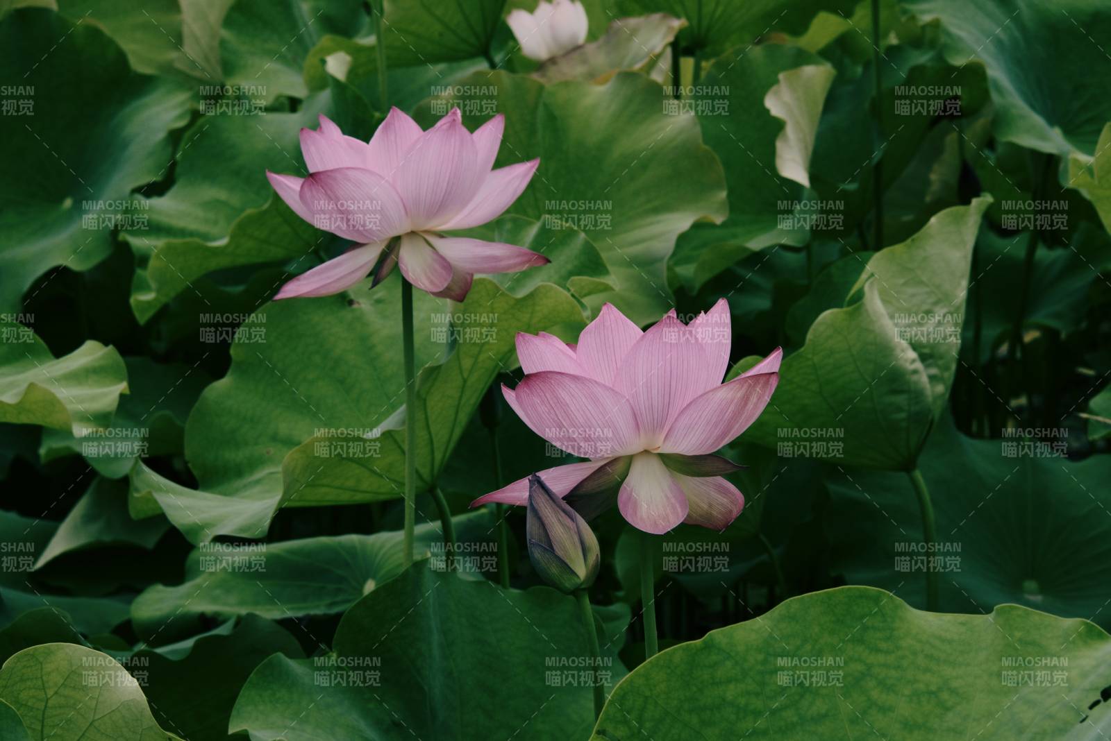 荷花盛开 绿叶相伴图片