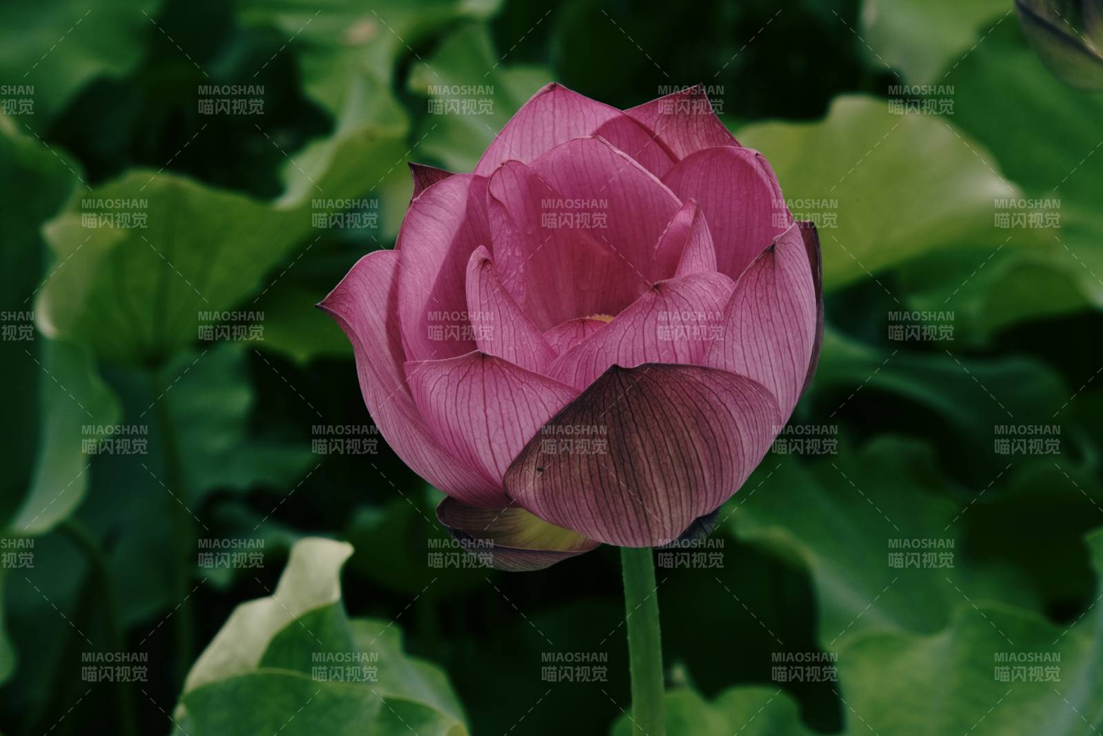 粉色莲花静谧绽放图片