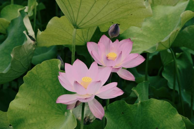 莲花绽放 绿叶相伴图片