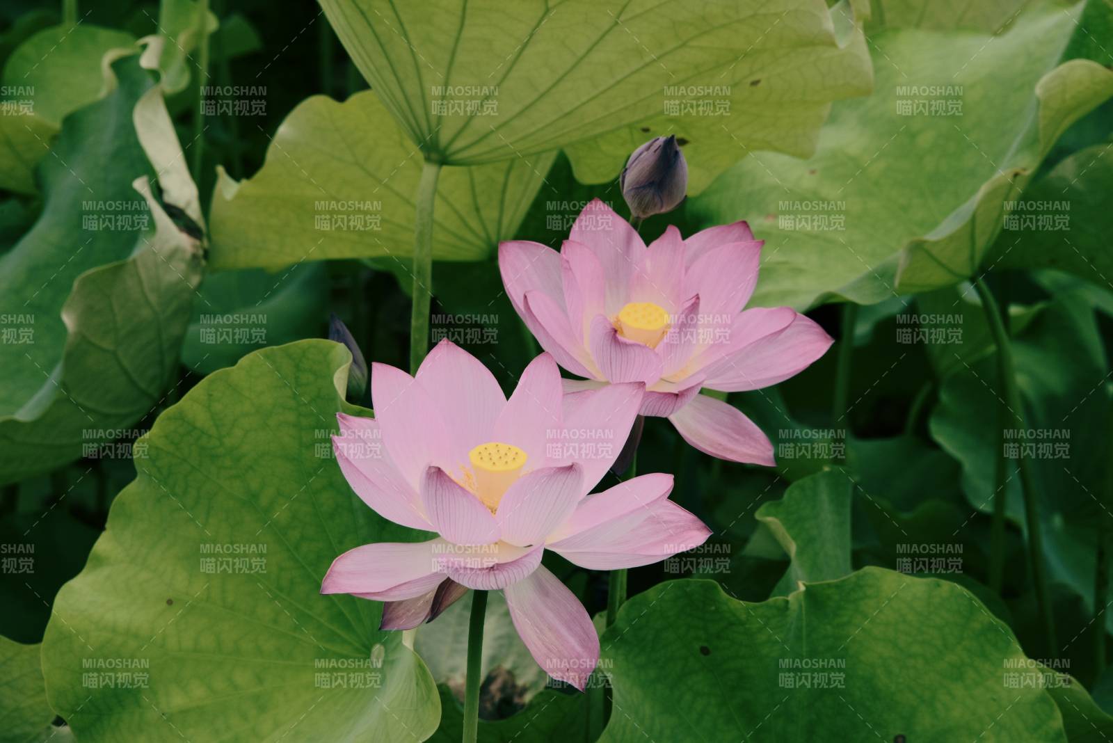 莲花绽放 绿叶相伴图片