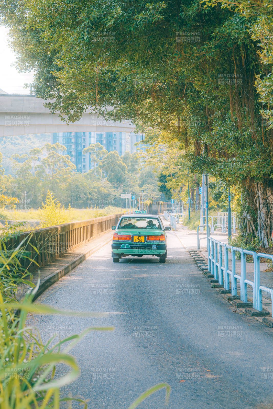 绿树成荫的乡村小路图片