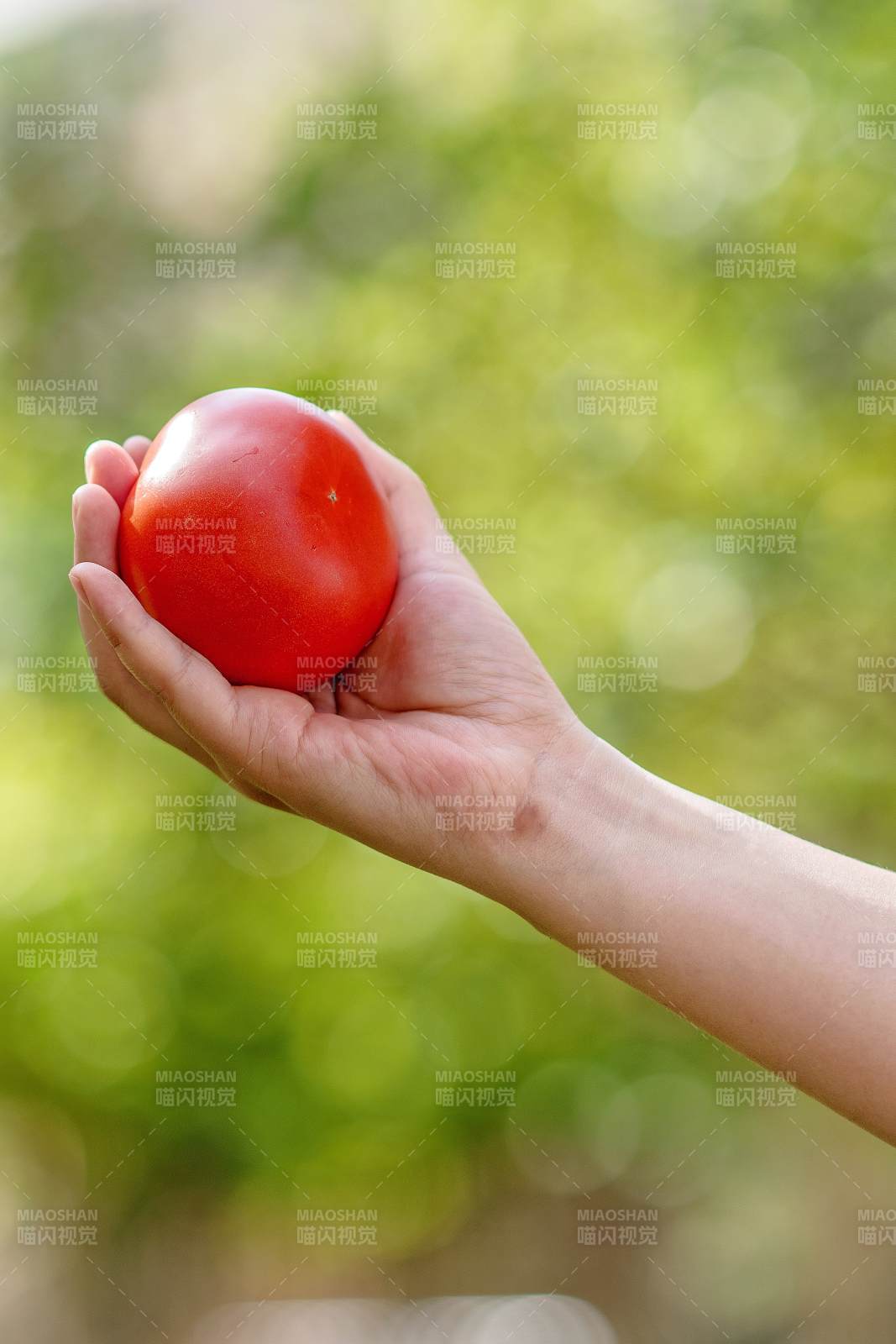 手捧新鲜红番茄图片