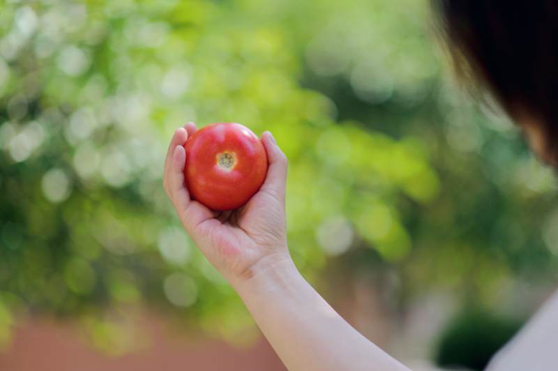 手握西红柿 自然背景图片