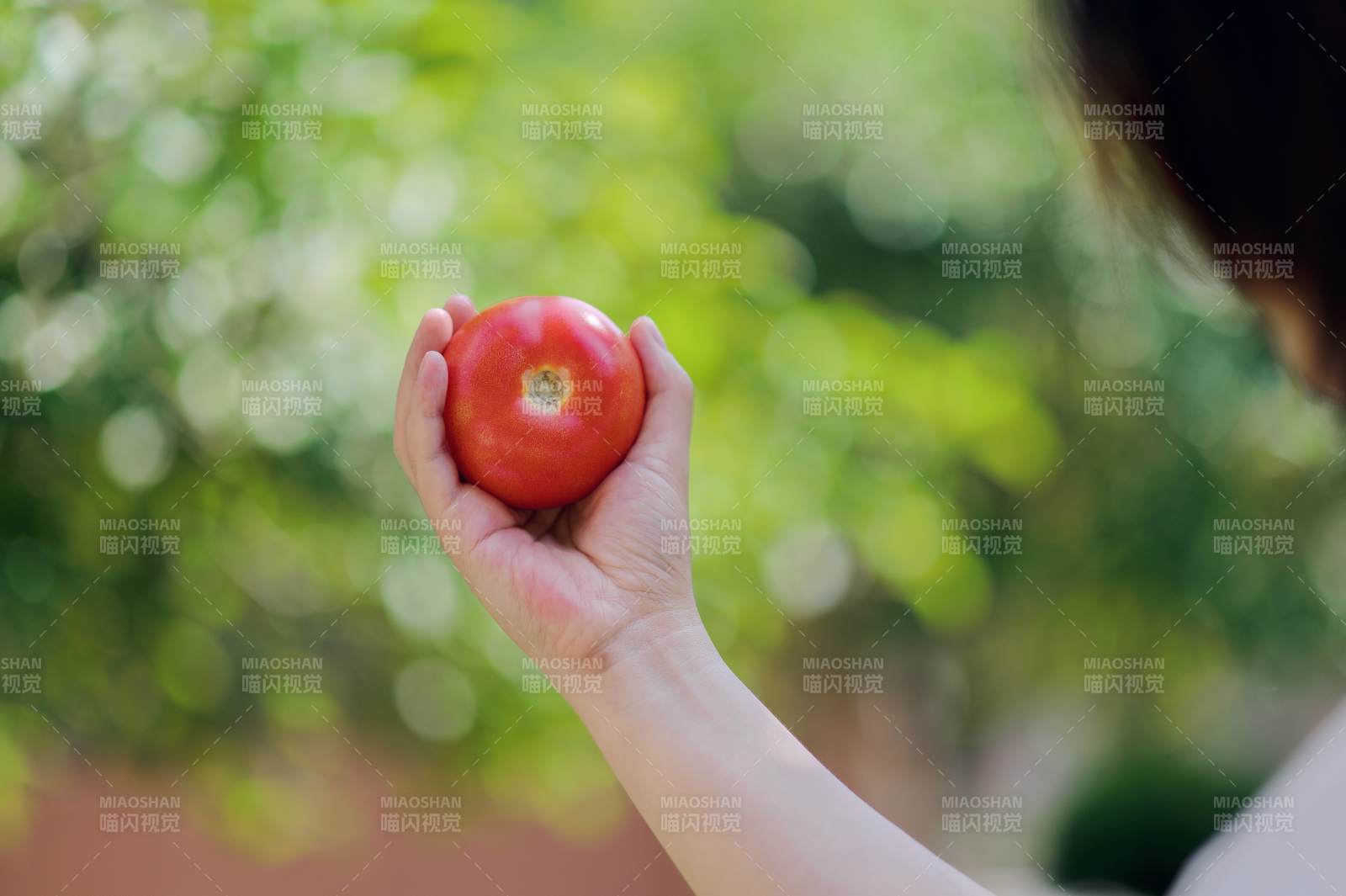 手握西红柿 自然背景图片