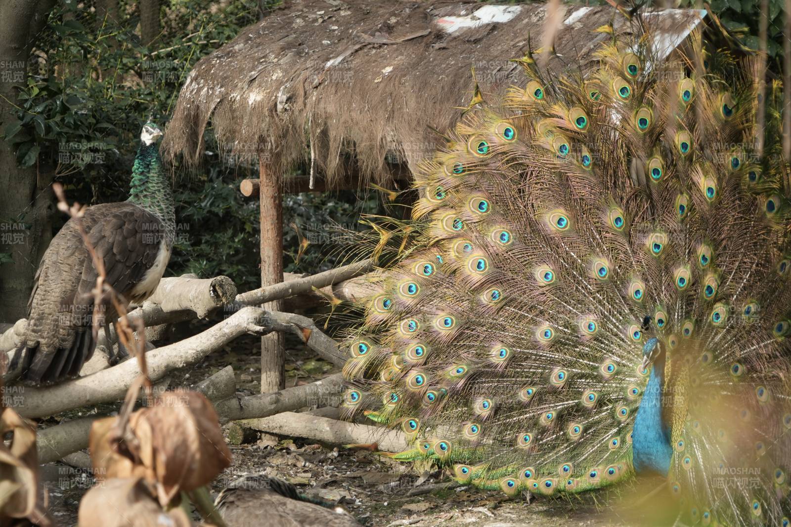 孔雀开屏 美丽瞬间图片