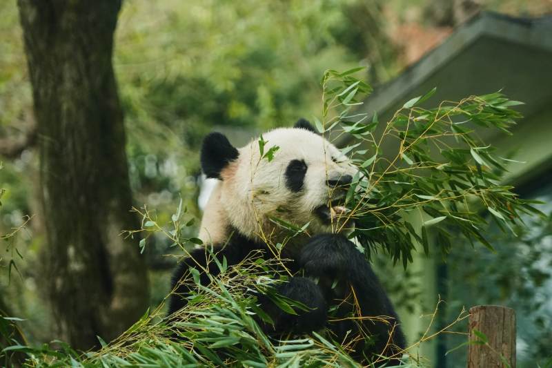 熊猫悠闲吃竹叶图片