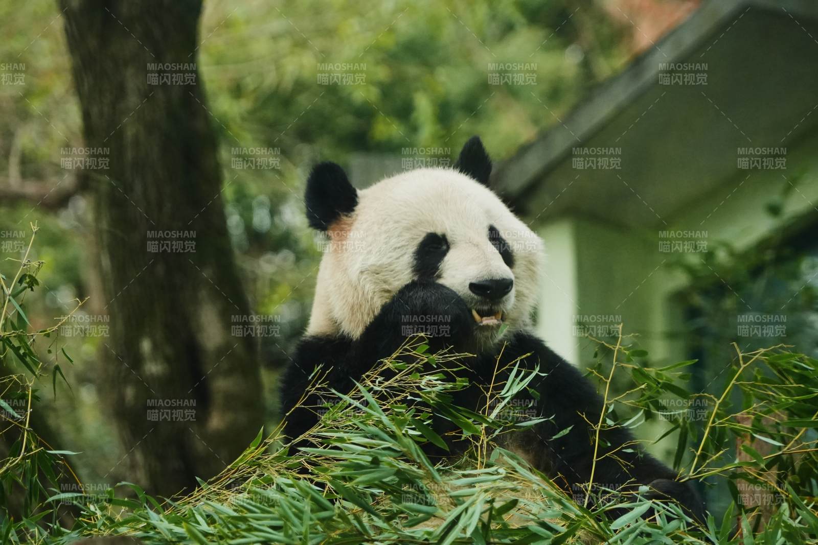 熊猫在竹林中悠闲进食图片