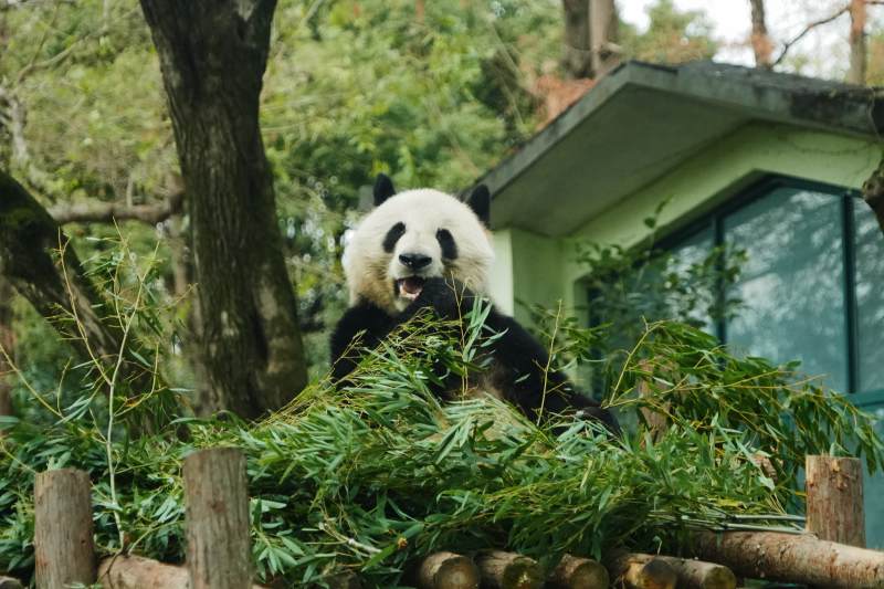熊猫在竹林中享受美食图片