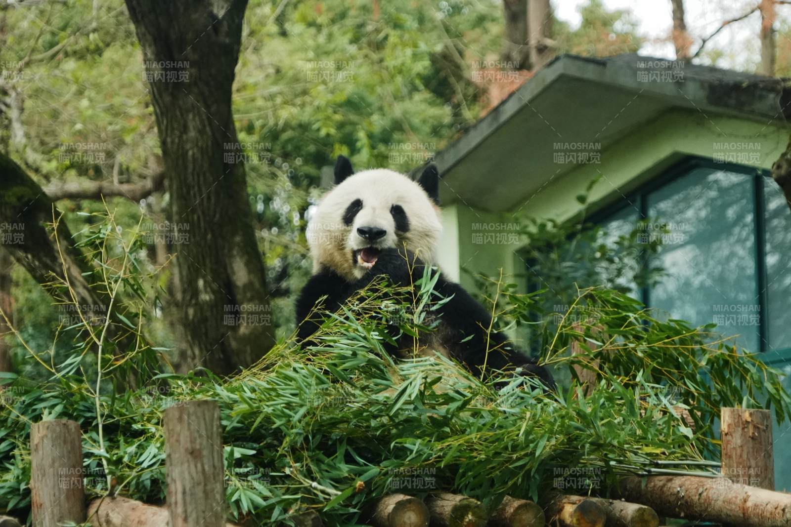 熊猫在竹林中享受美食图片