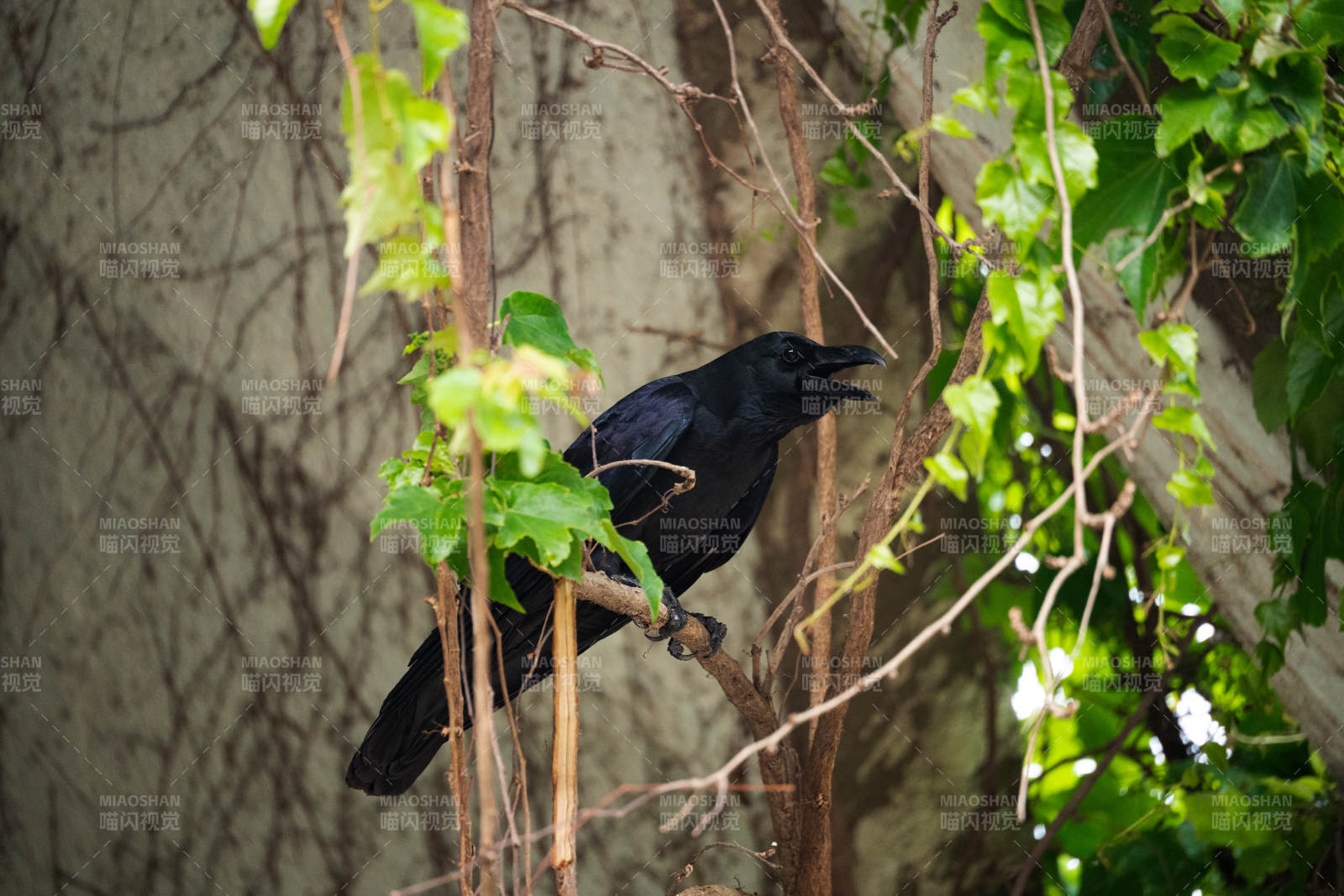 树上的乌鸦图片