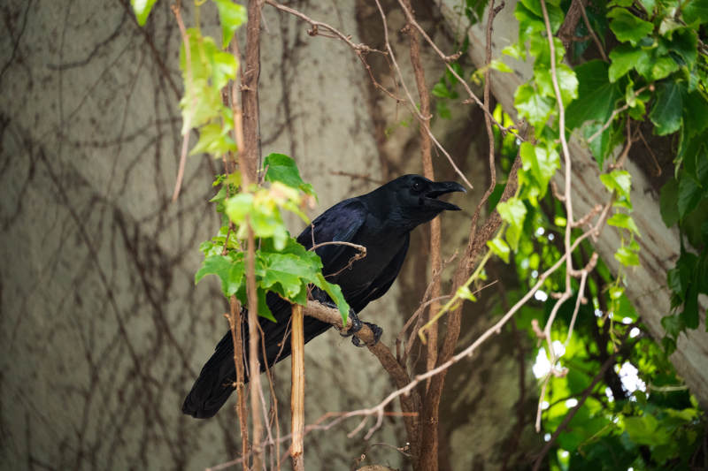 树上的乌鸦图片