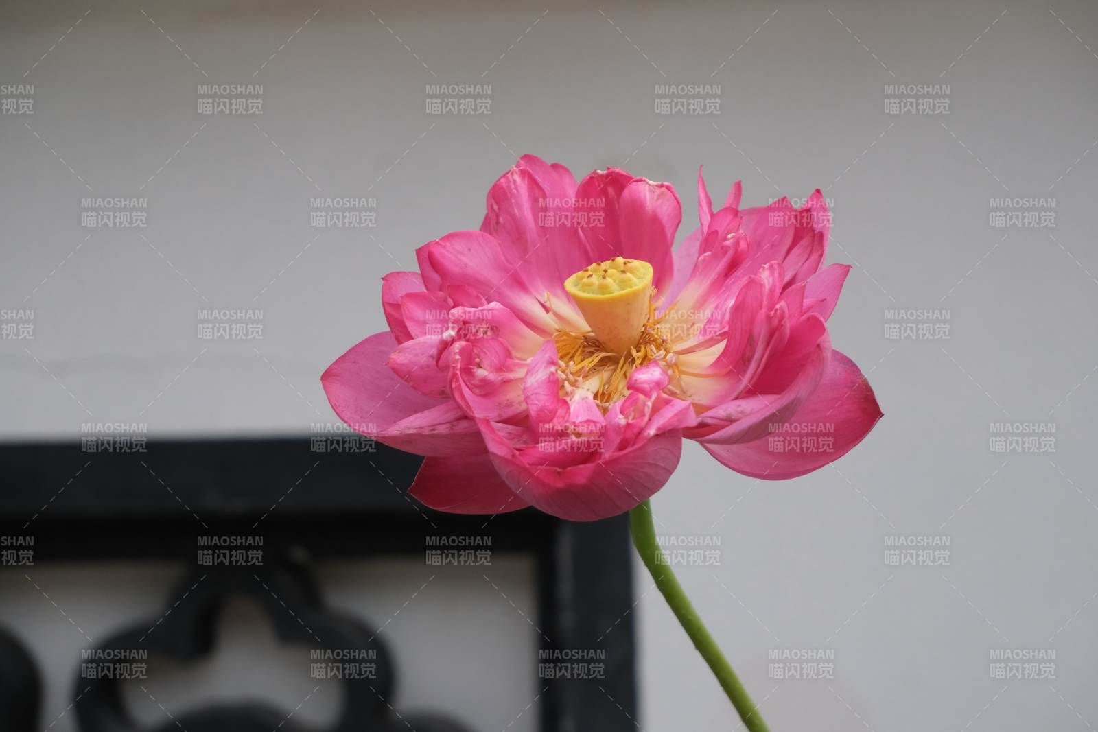 粉色莲花绽放之美图片