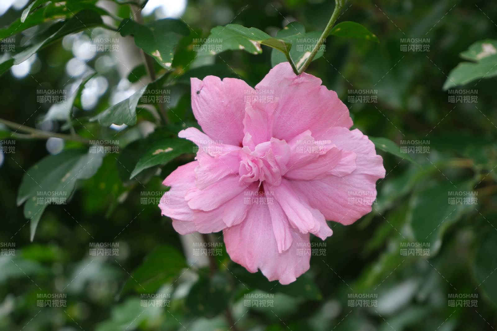 粉色木槿花绽放枝头图片