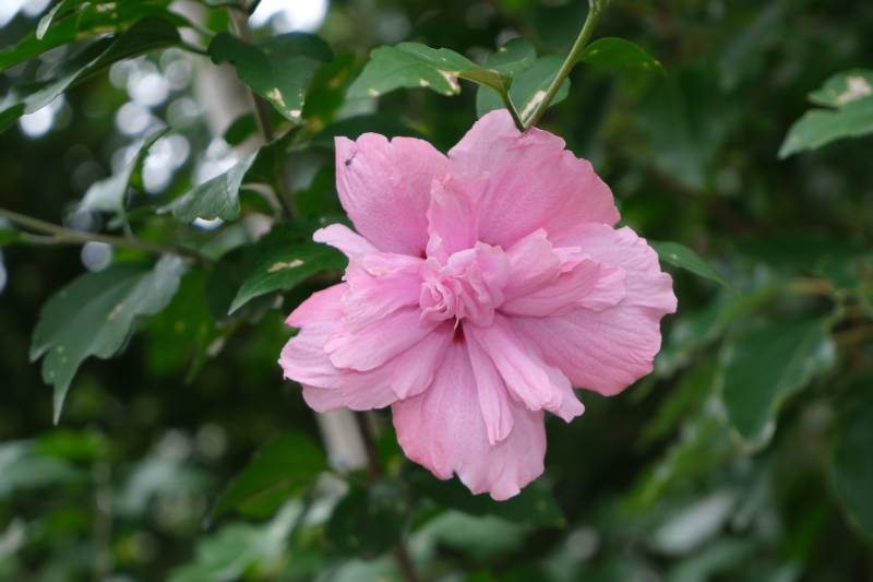 粉色木槿花绽放枝头图片