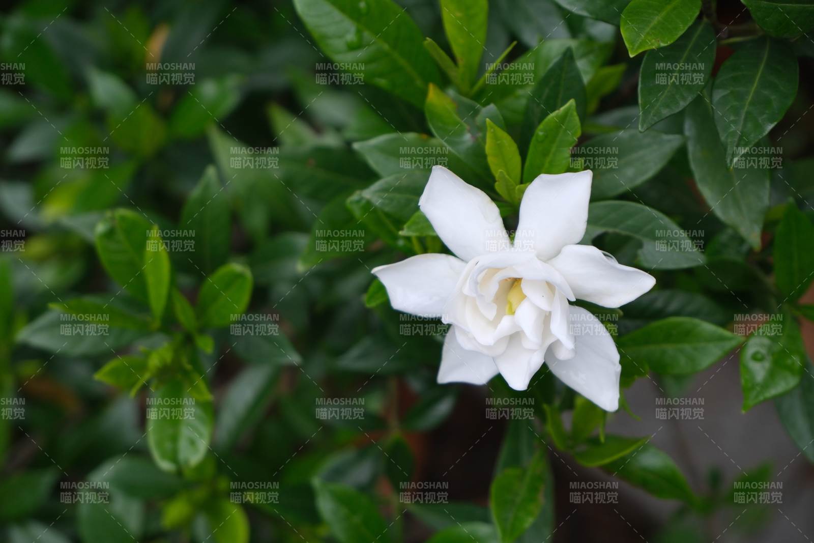 白色栀子花绽放绿叶间图片