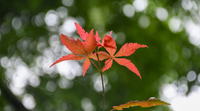 秋日红叶映绿意图片