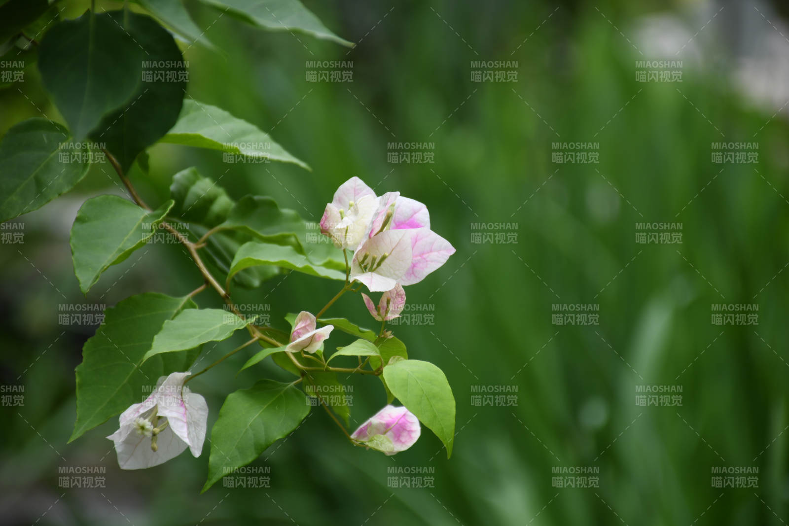 粉色花朵与绿叶相映成趣图片