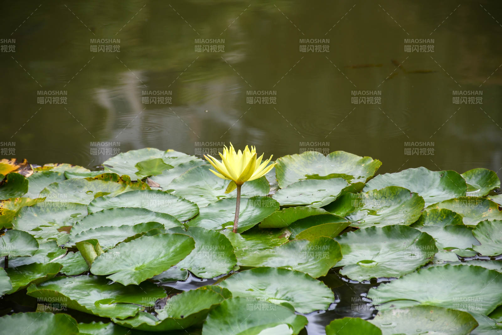 池塘中的黄色莲花图片