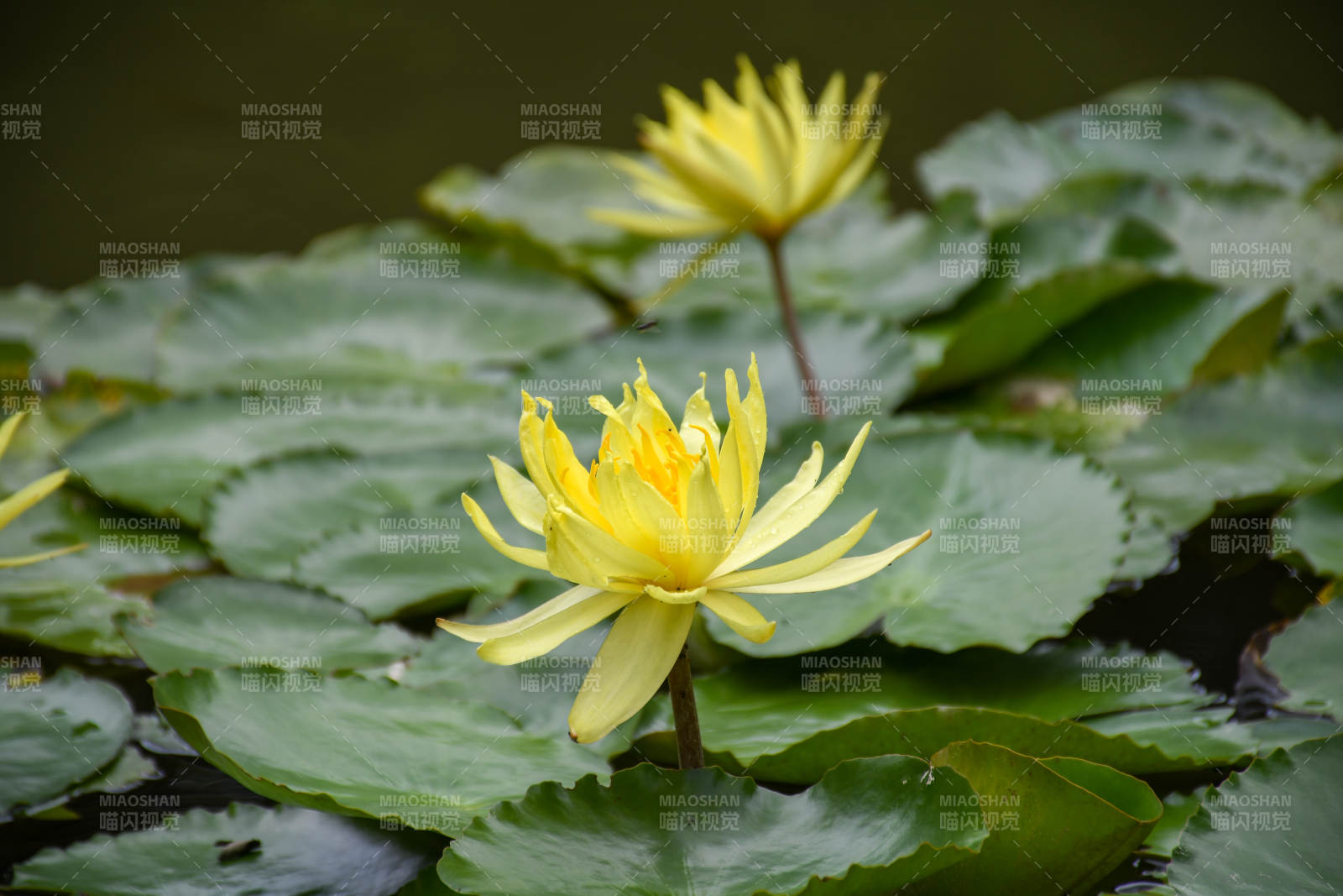 池塘中的黄色睡莲图片