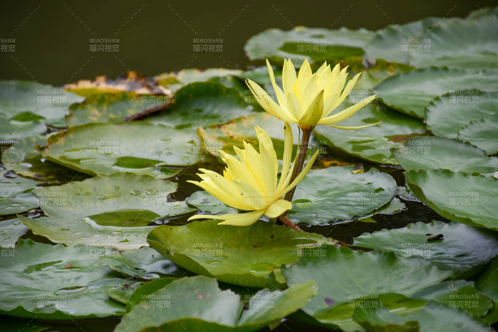 池塘中的黄色睡莲图片