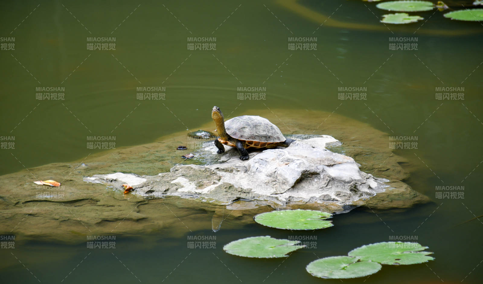 池塘中的乌龟与荷叶图片