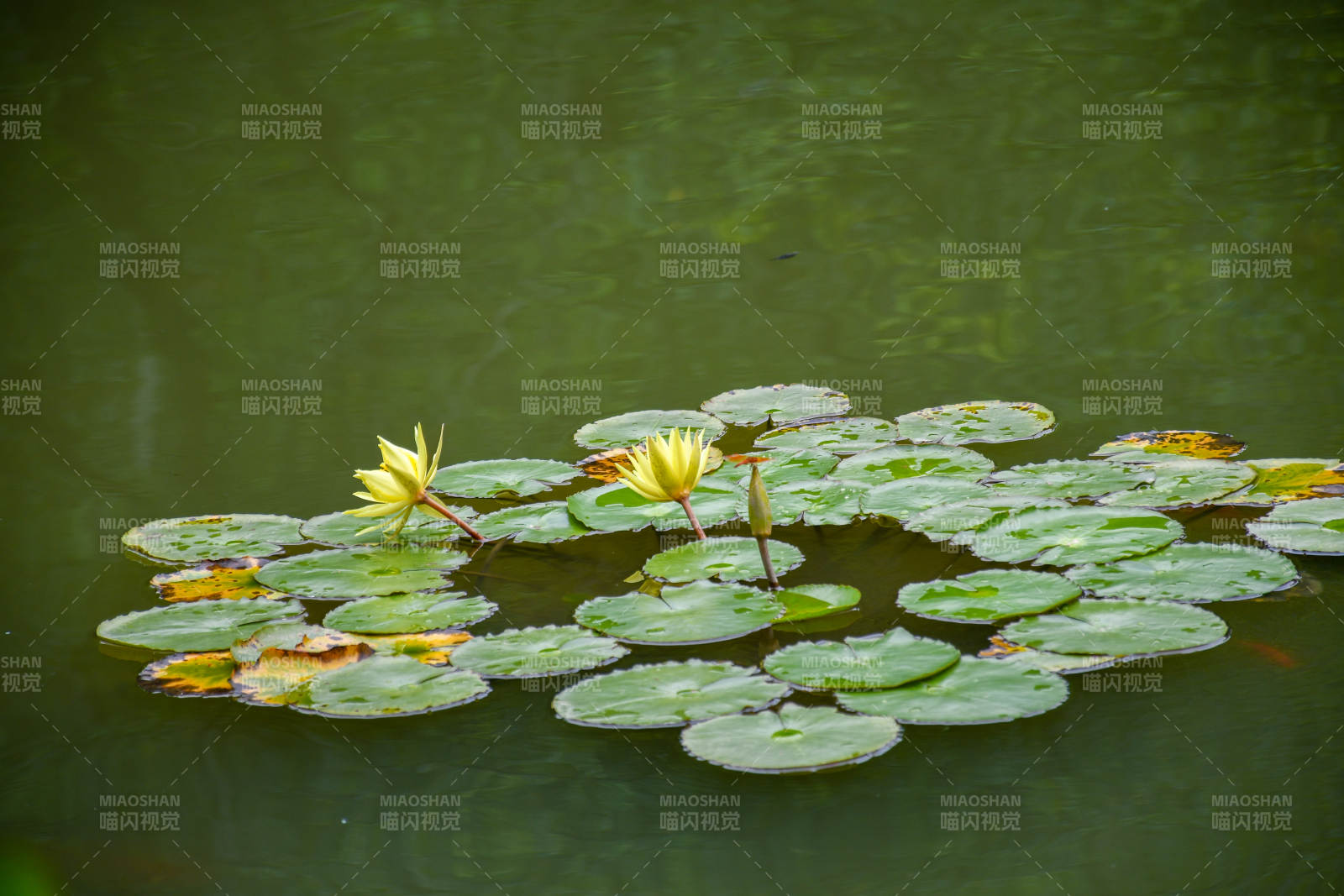 池塘中的睡莲与荷叶图片