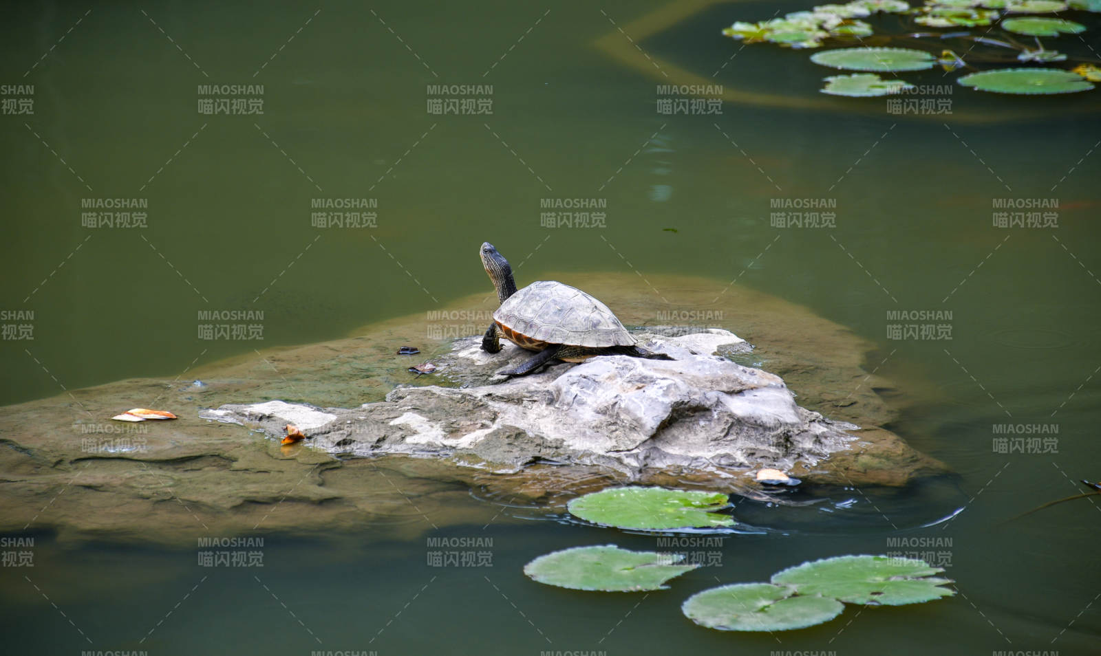 池塘中的乌龟与荷叶图片