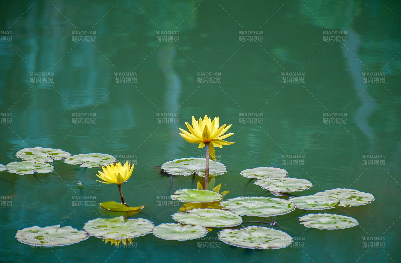 池塘中的黄色莲花图片