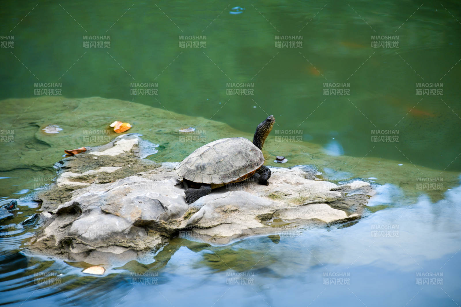 池塘中的乌龟图片
