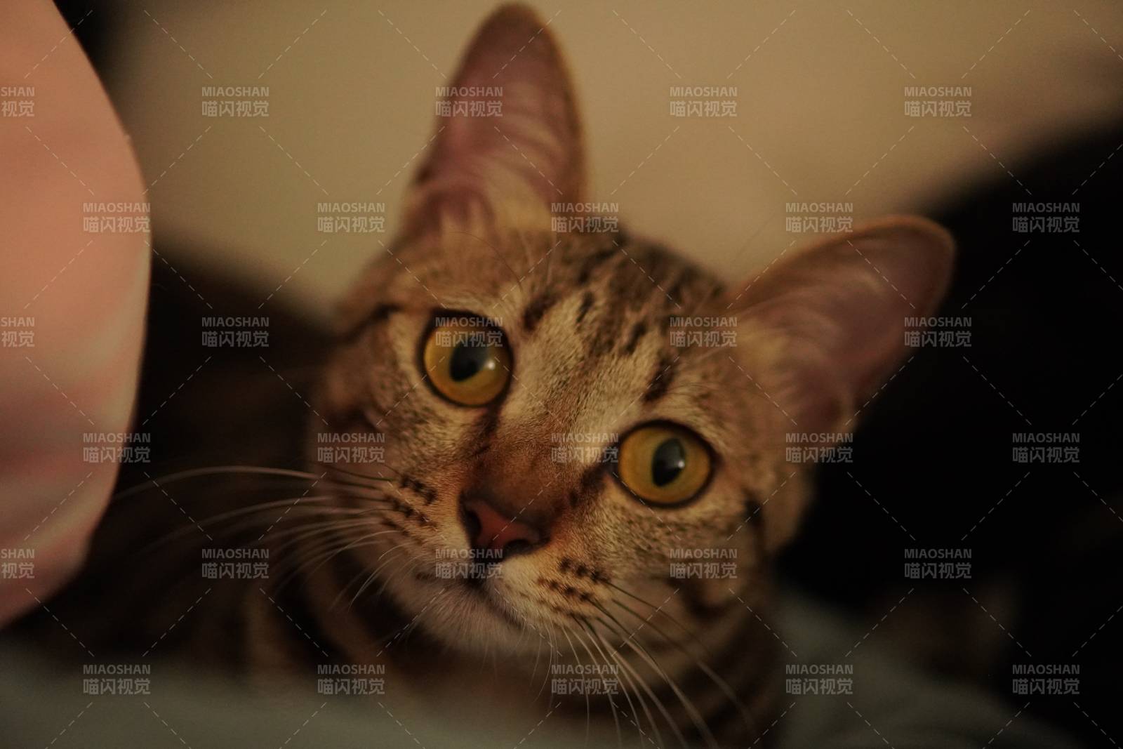 猫咪的温柔注视图片